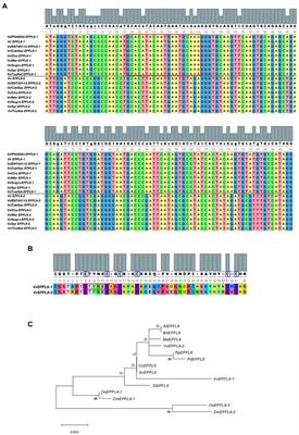 VvEPFL9-1 Knock-Out via CRISPR/Cas9 Reduces Stomatal Density in Grapevine